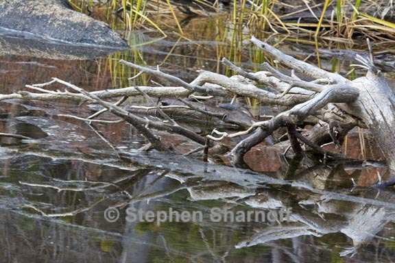 tree reflections 1 graphic